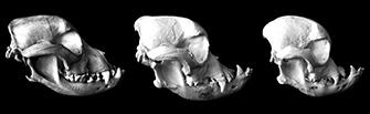 britanski_bulldog_skulls_over_time_335px